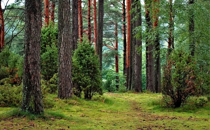 Dopłaty do prywatnych lasów