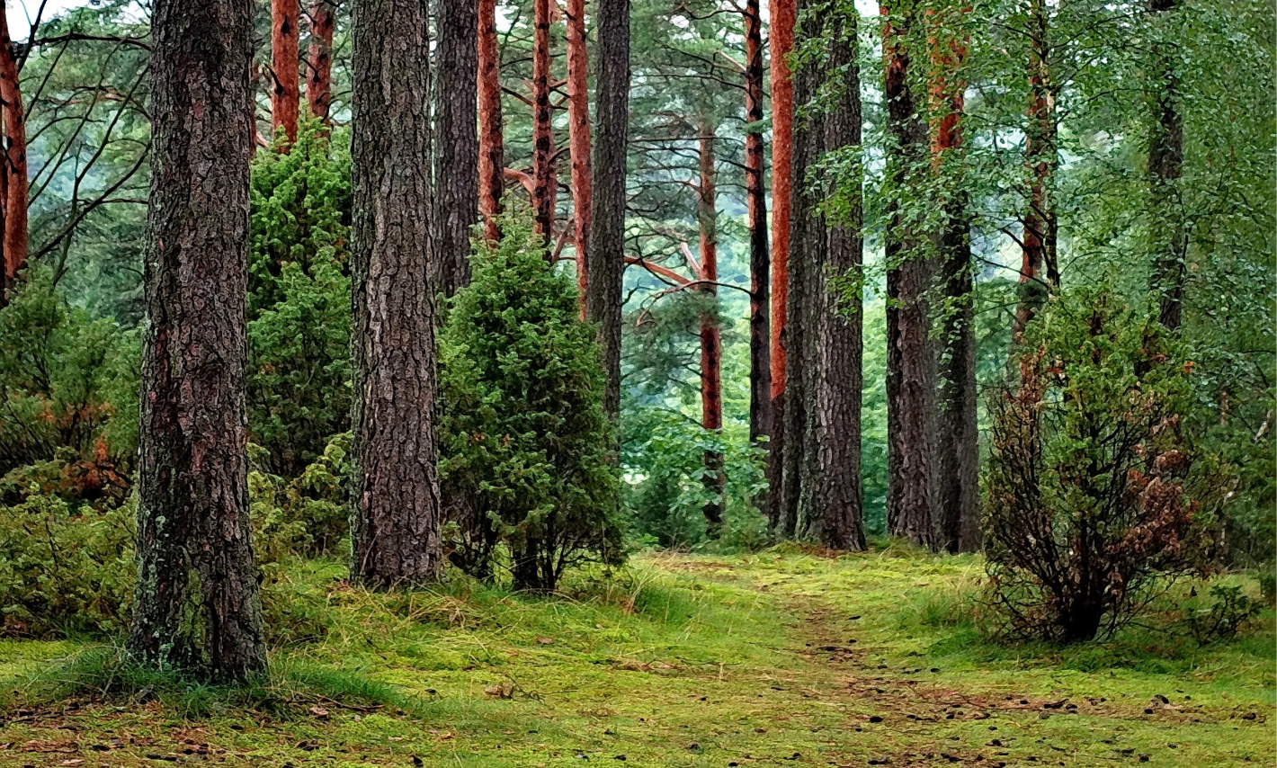 Dopłaty do prywatnych lasów